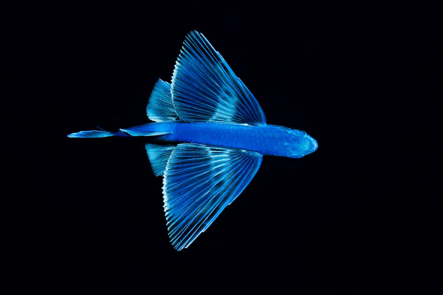 Poisson Volant Fond d'écran