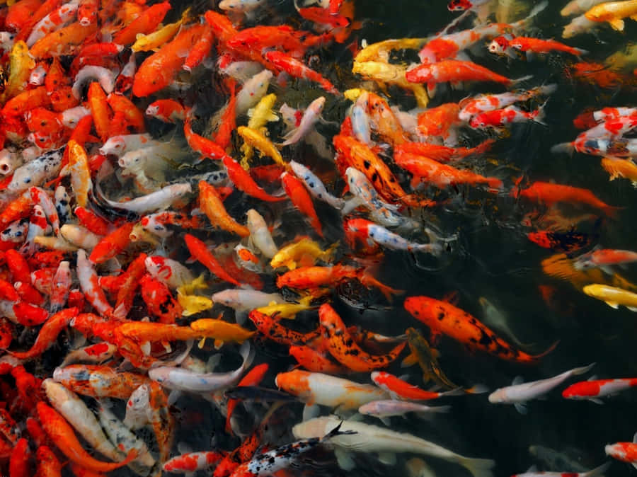 Poissons Koi Vivants Fond d'écran