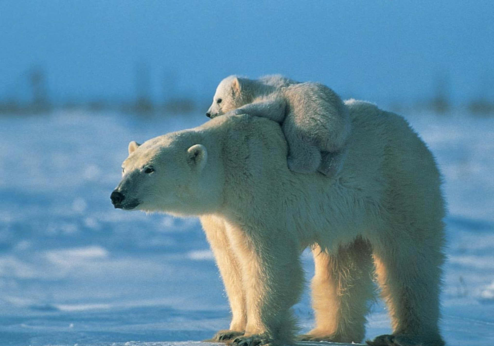 Polar Bear Background Wallpaper