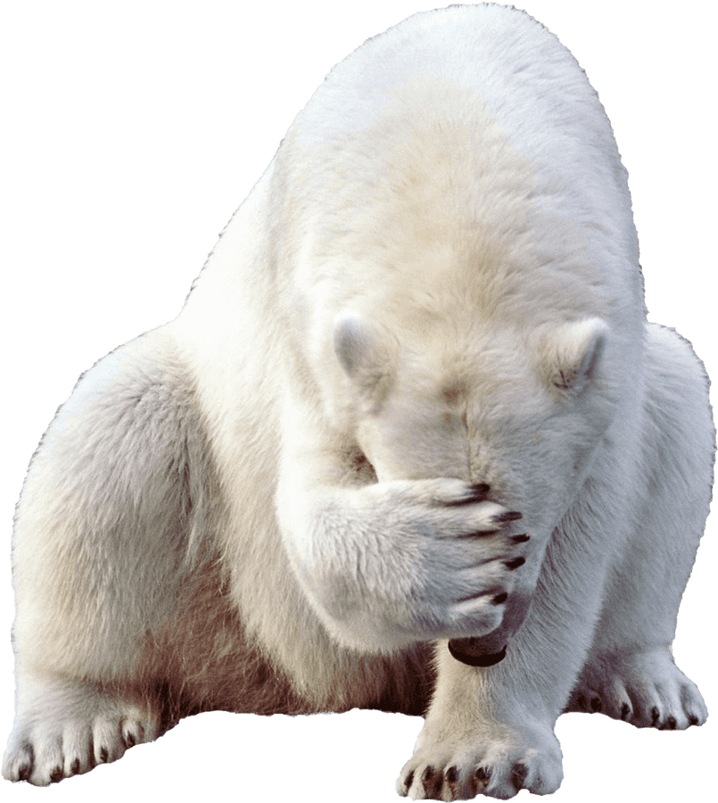 Polar Bear Png