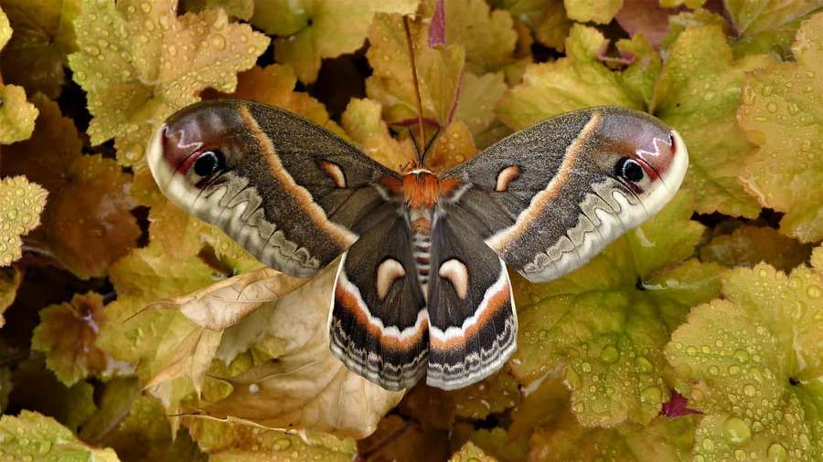 Polilla búho con manchas oculares posada en follaje mojado. — Polilla Cecropia Fondos de pantalla