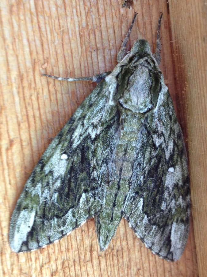 Primer plano de una polilla verde y gris sobre la veta de la madera. — Polilla Esfinge Fondos de pantalla