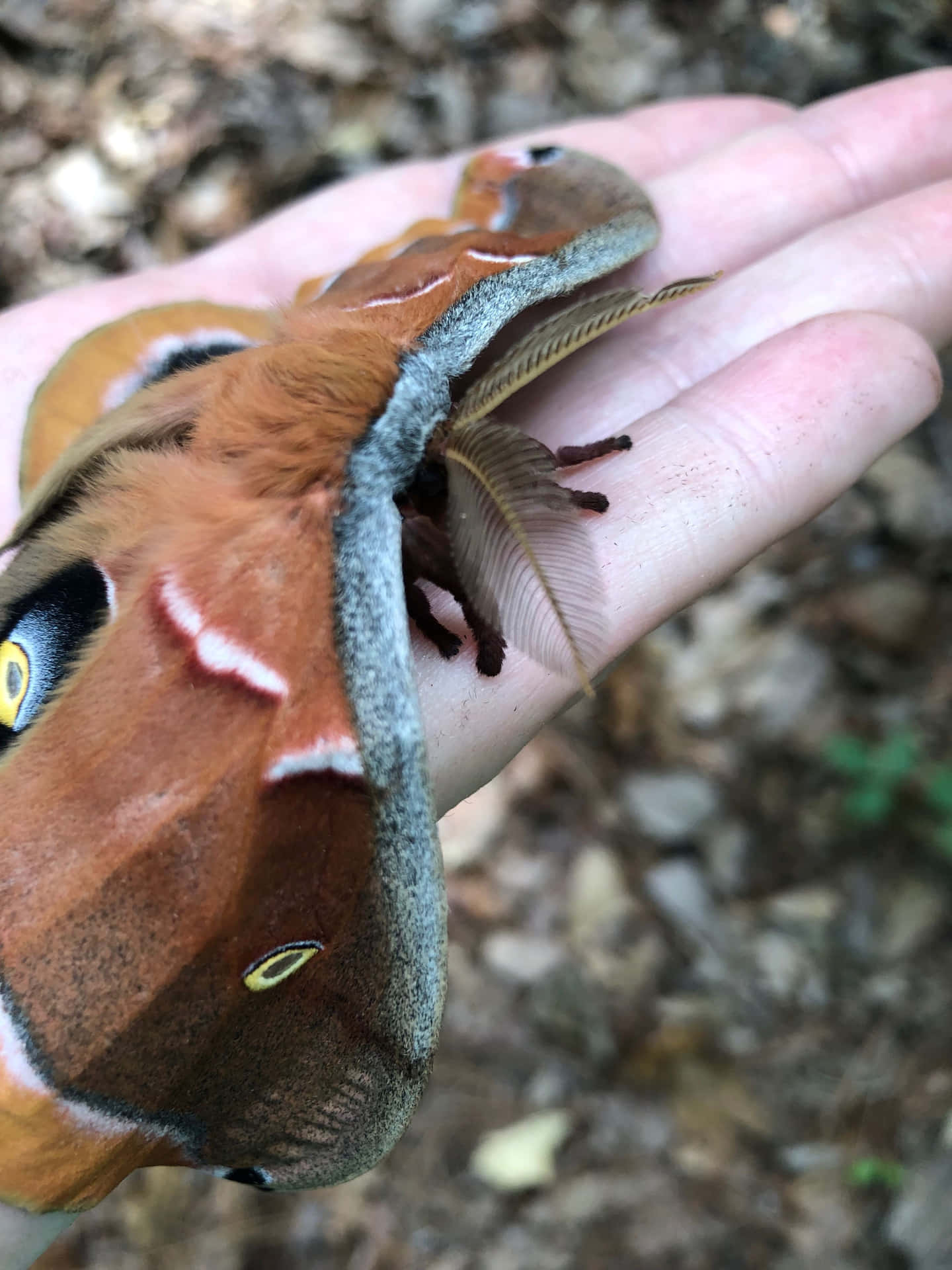 Polyphemus Moth Bakgrunnsbildet