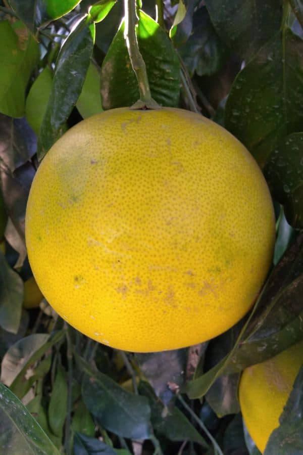 Pomelo Achtergrond