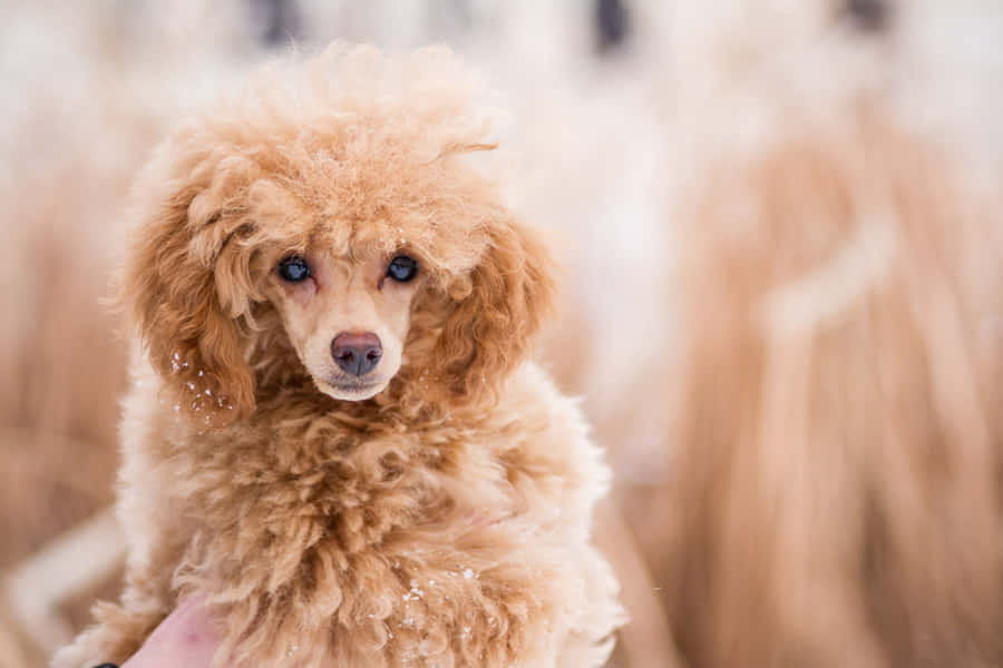 Poodle Pictures Wallpaper