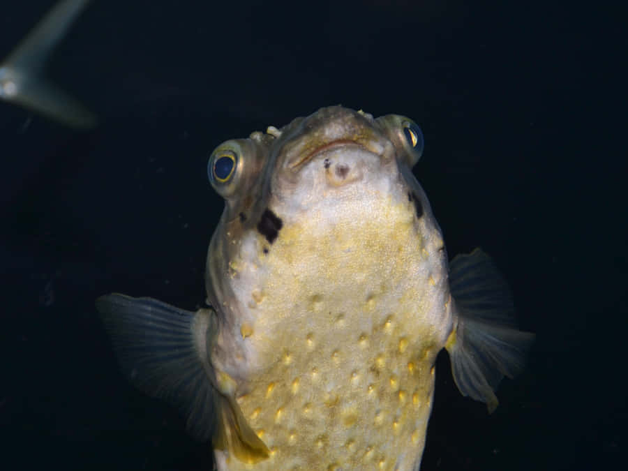 Porcupinefish Taustakuva