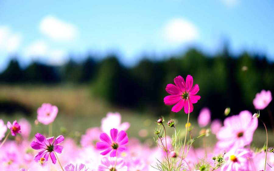 Campo de flores rosa de cosmos sob um céu azul claro com árvores verdes ao longe. — Prado Papéis de Parede