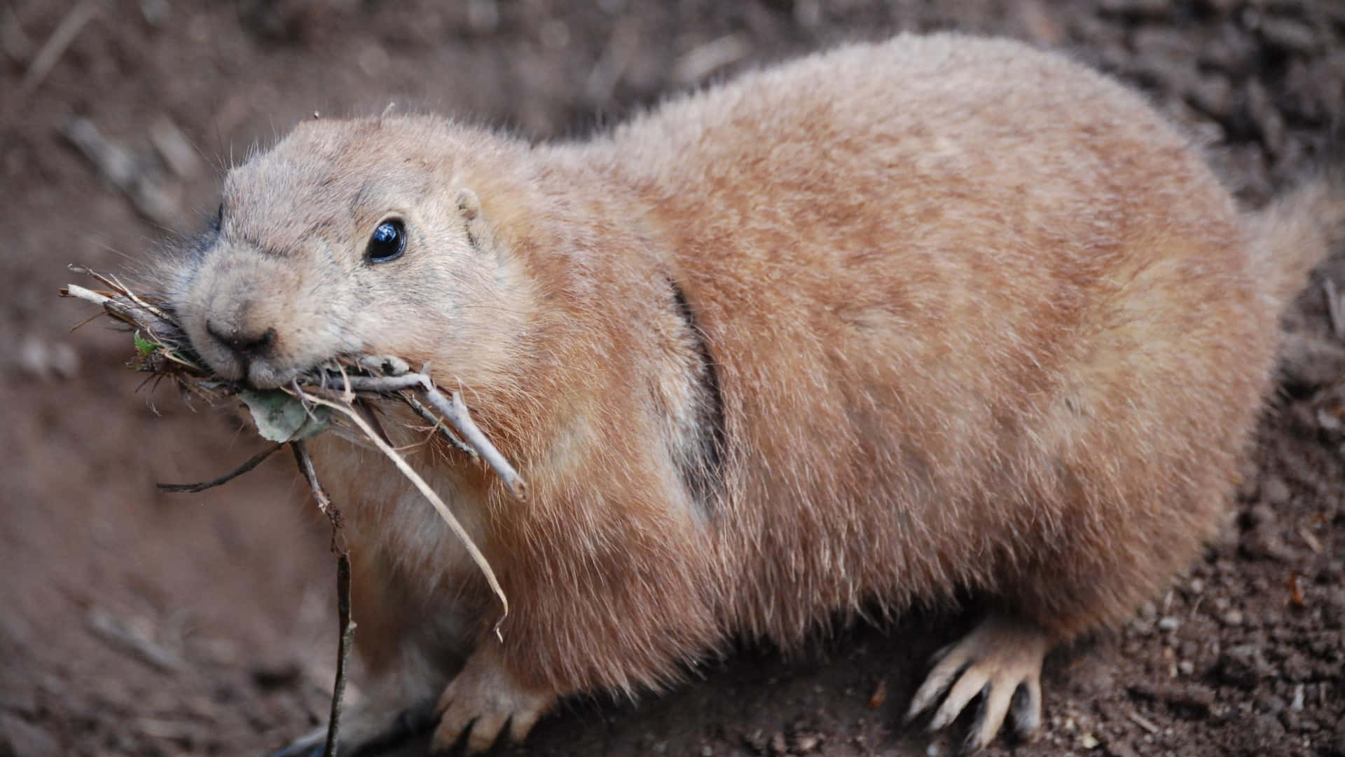 Prairie Dog Wallpaper