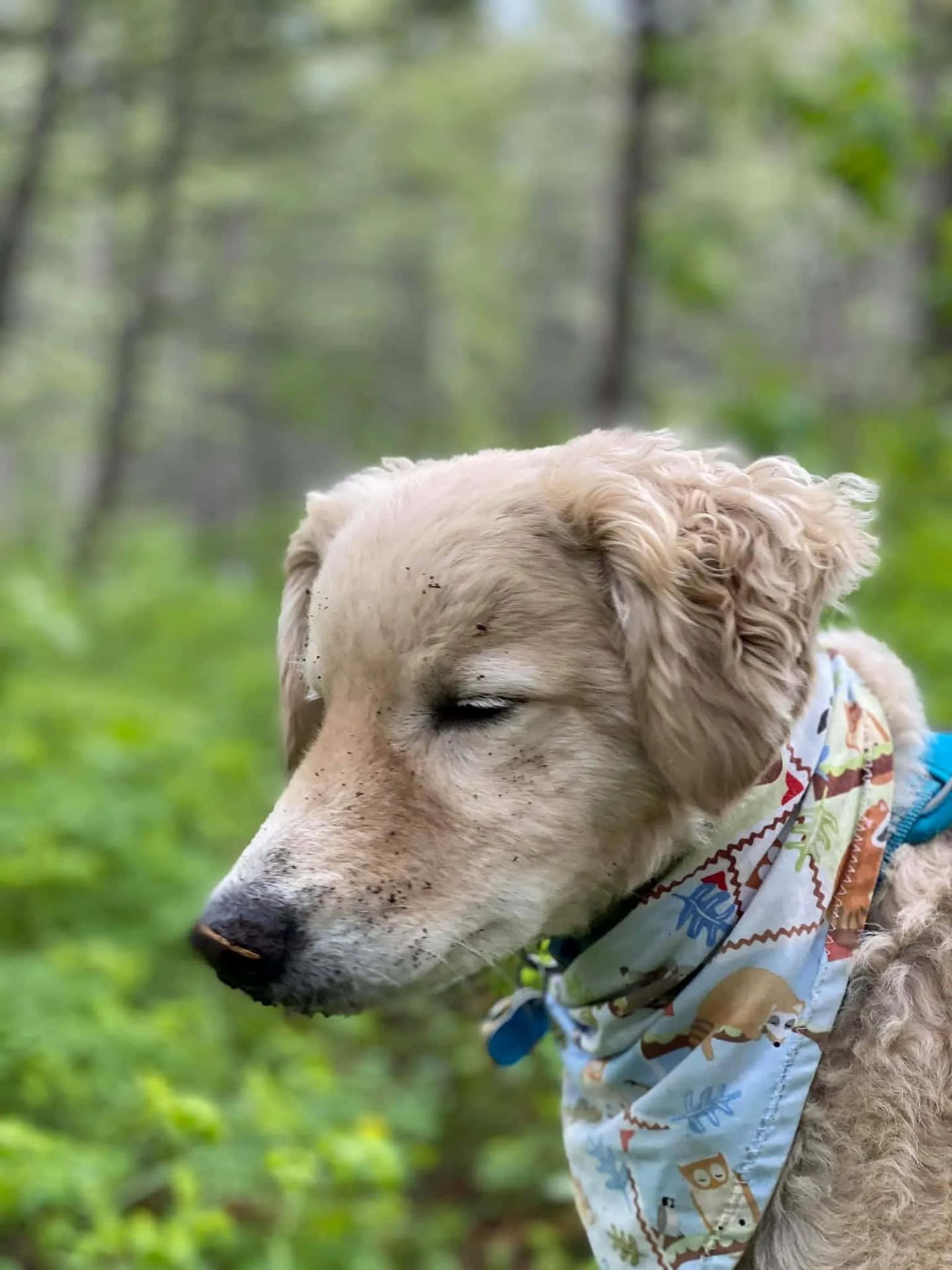 Preppy Hund Bakgrunnsbildet