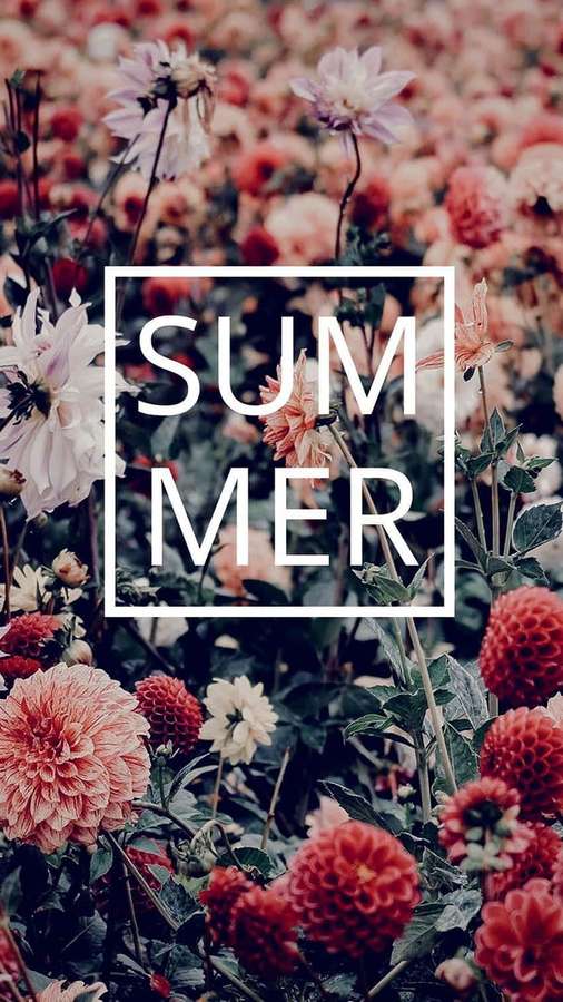 Sommertekst overlejret på et felt af farverige dahliaer og løv. — Preppy Summer Wallpapers