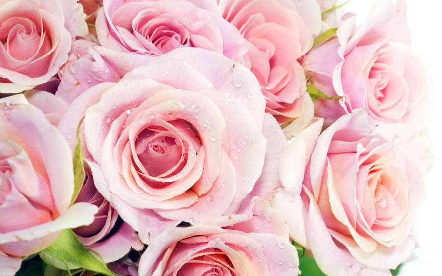 Pink roses with water droplets on petals — Pretty Pink Wallpaper