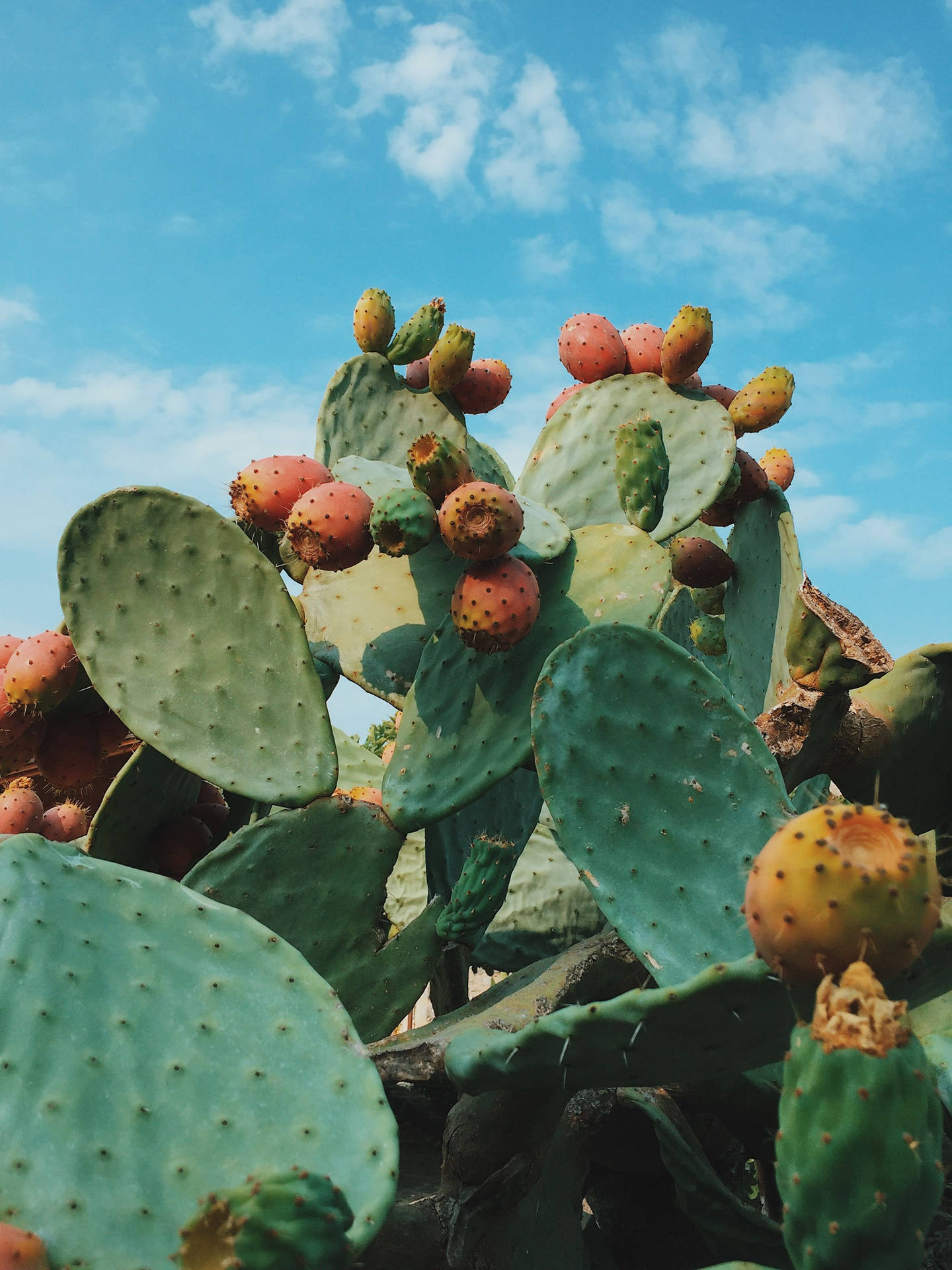prompthunt: “prickly pear cactus” in “Aztec pot”; sand background; 3D;  Octane Render; warm color palette