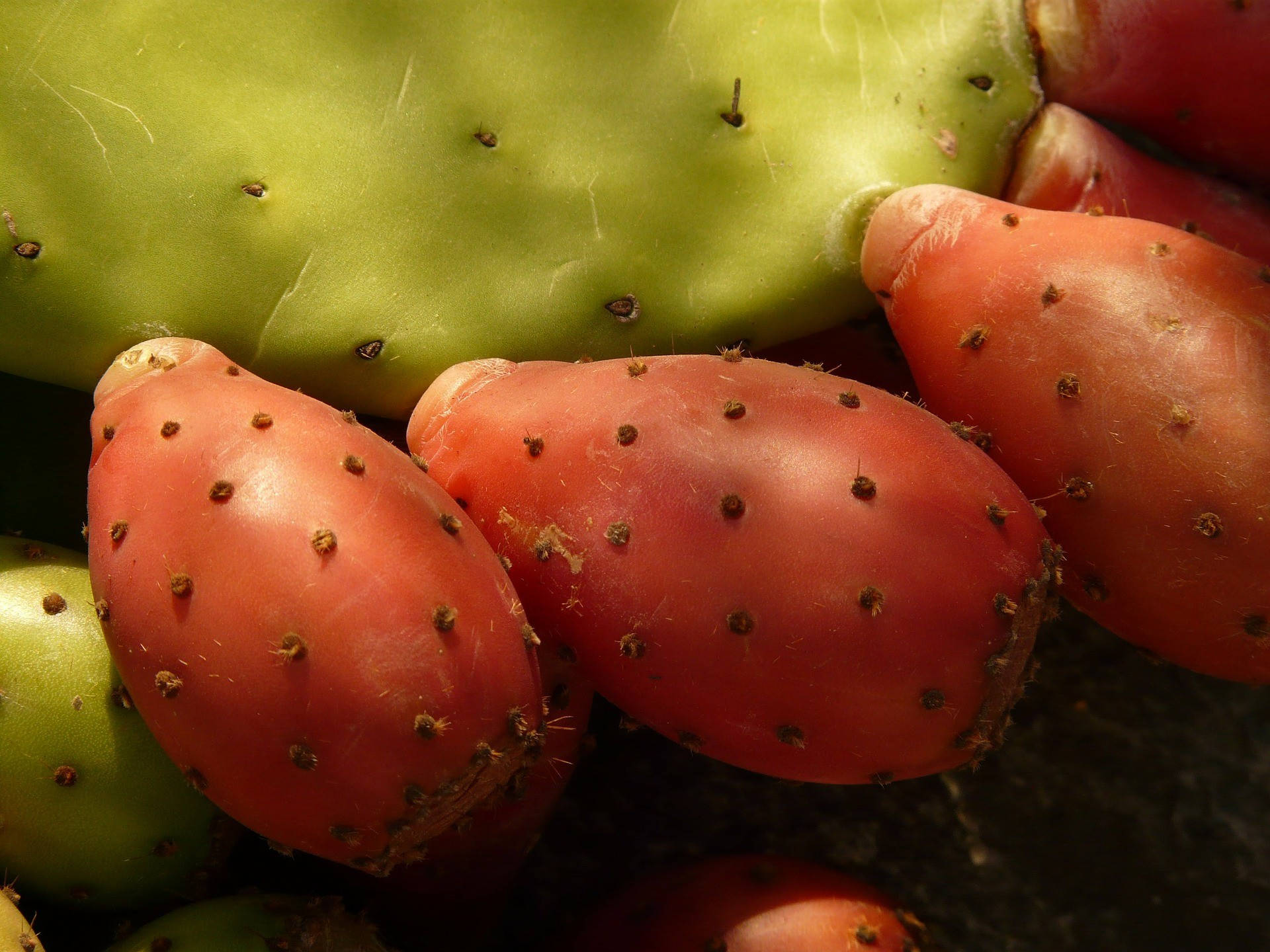 Prickly Pear Achtergrond