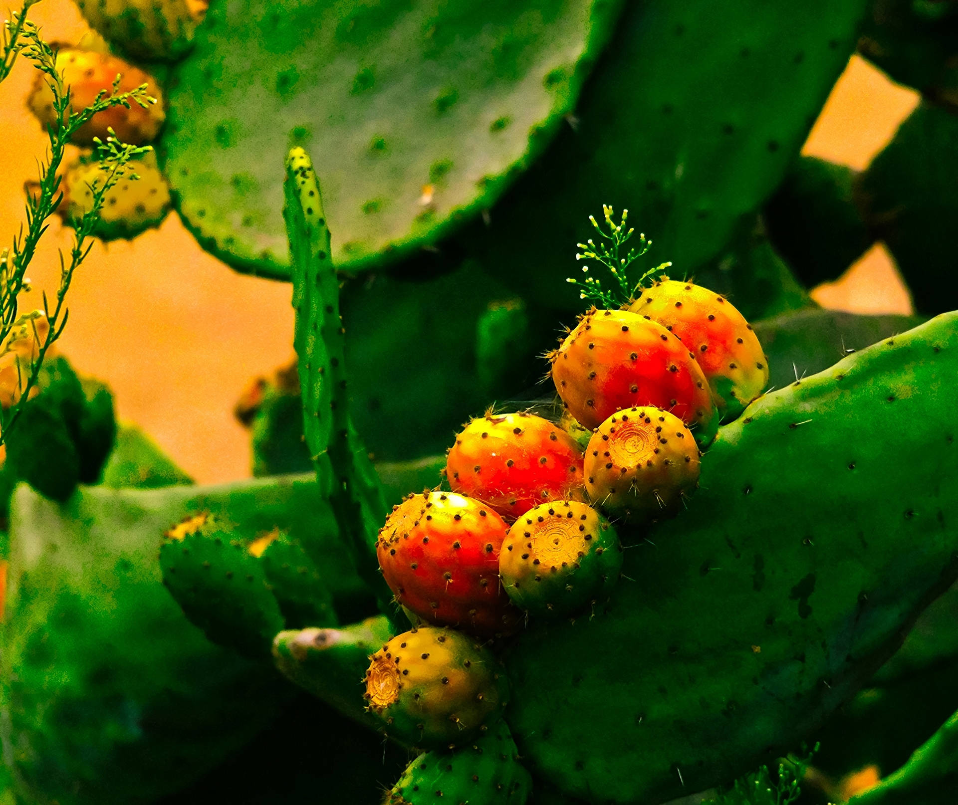 Prickly Pear Baggrunde