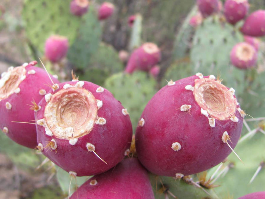 Prickly Pear Billeder