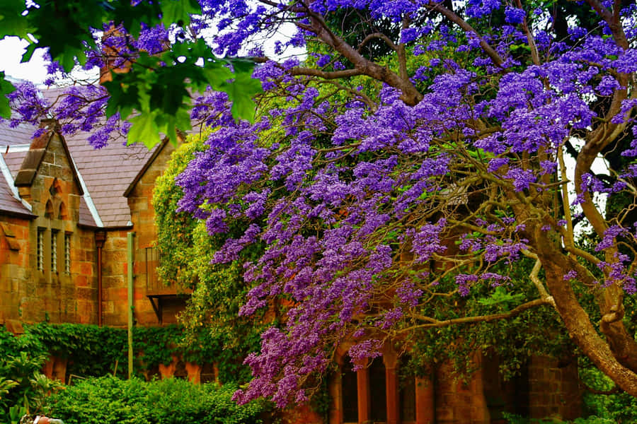 Printemps En Plein Air Fond d'écran