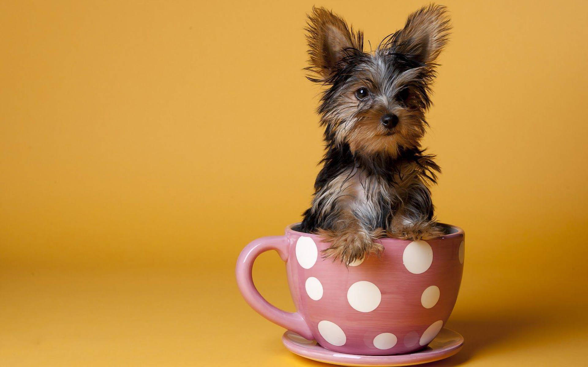 Priorità Bassa Dei Cuccioli Di Yorkie