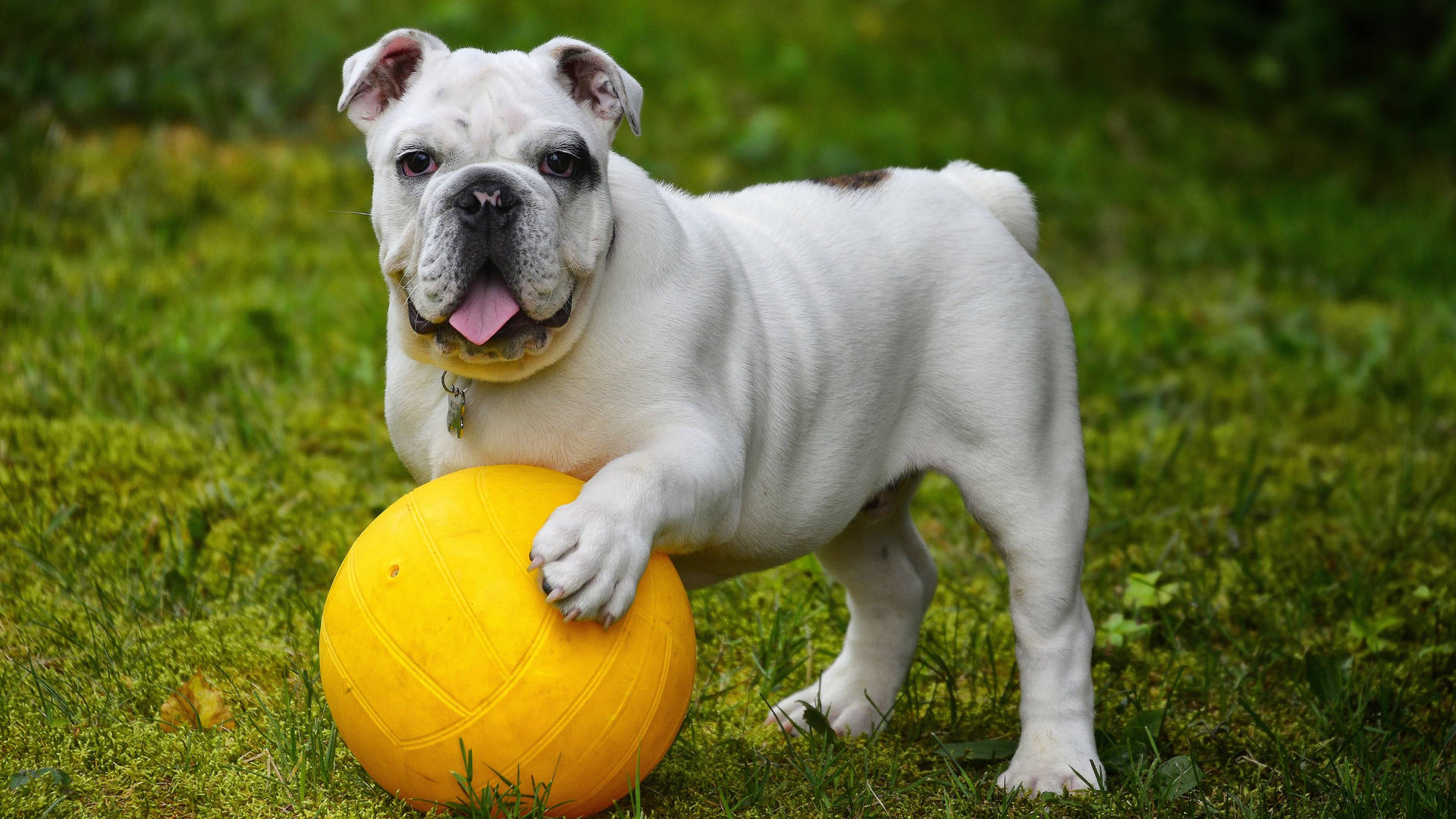 Priorità Bassa Del Bulldog Inglese