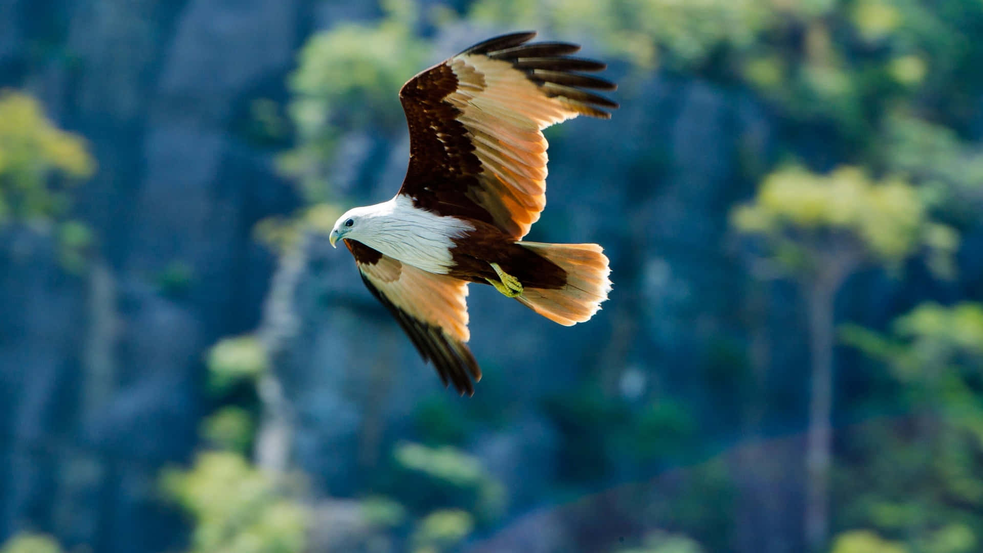 Priorità Bassa Dell'aquila Di Volo