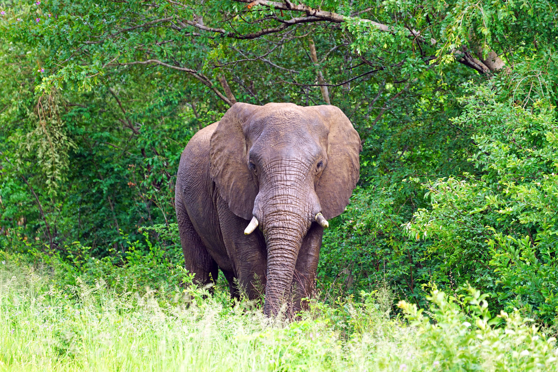 Priorità Bassa Dell'elefante 4k