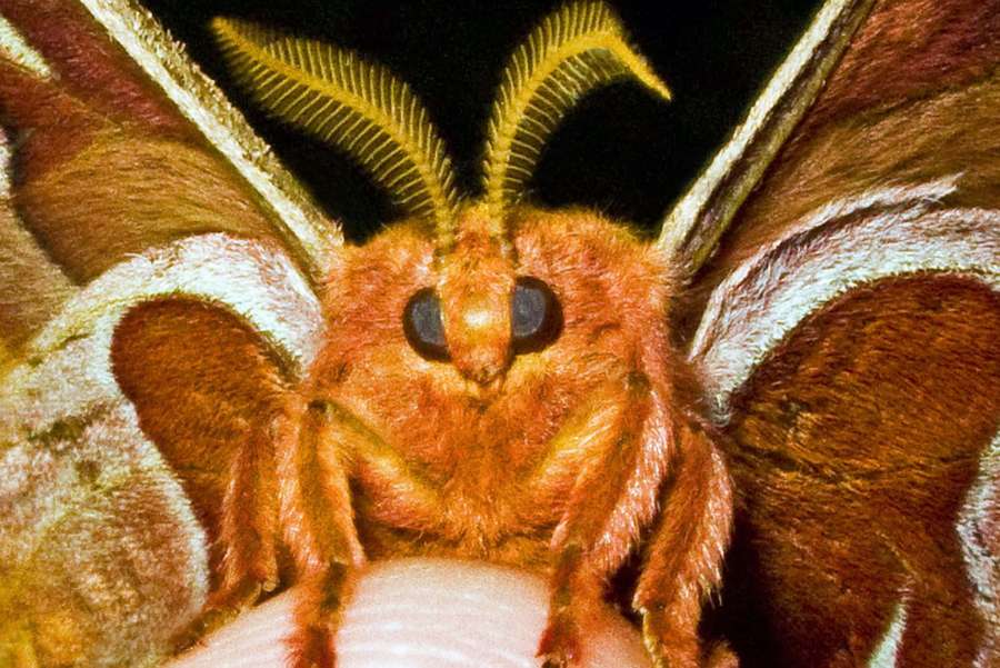 Eine flauschige orangefarbene Motte mit federartigen Fühlern ruht auf einem menschlichen Finger. — Promethea Moth Wallpaper
