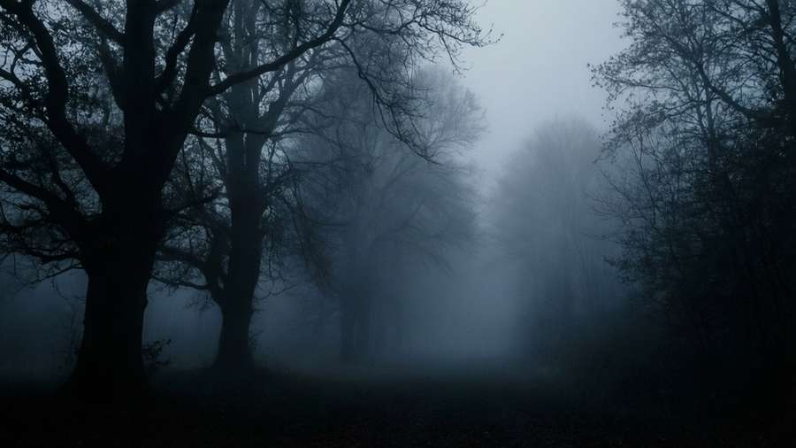 A dark moody fog background with silhouetted trees, mysterious and serene. — Psd Picture