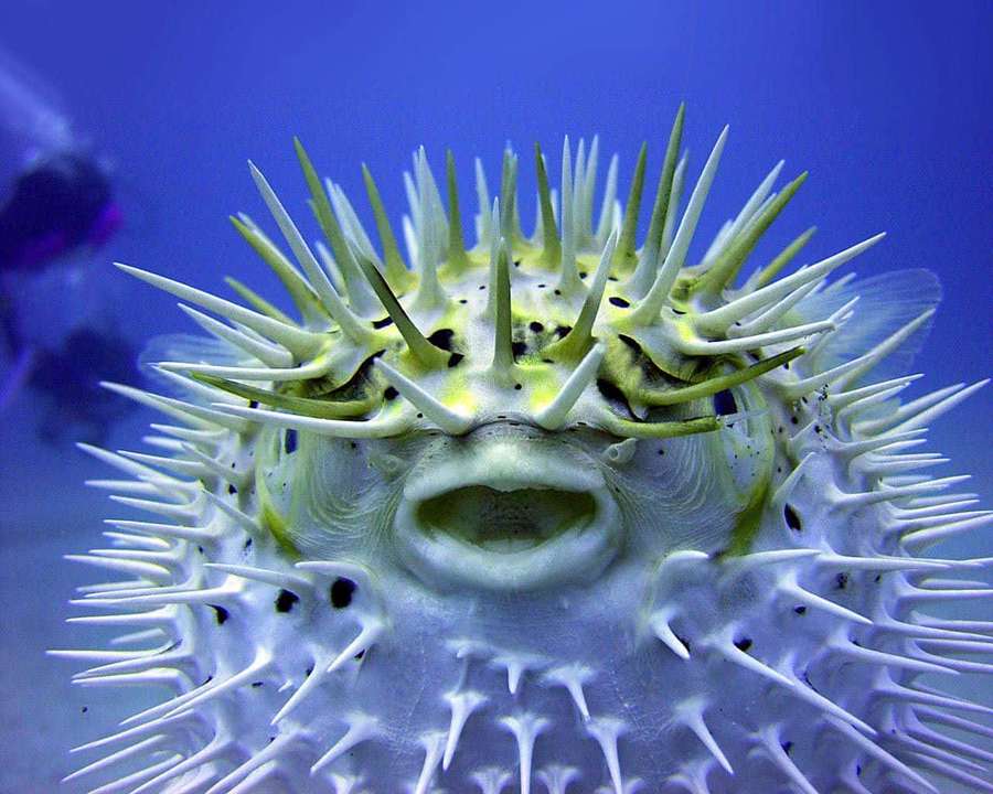 A spiky pufferfish with white quills and yellow markings swims in blue water. — Pufferfish Wallpaper