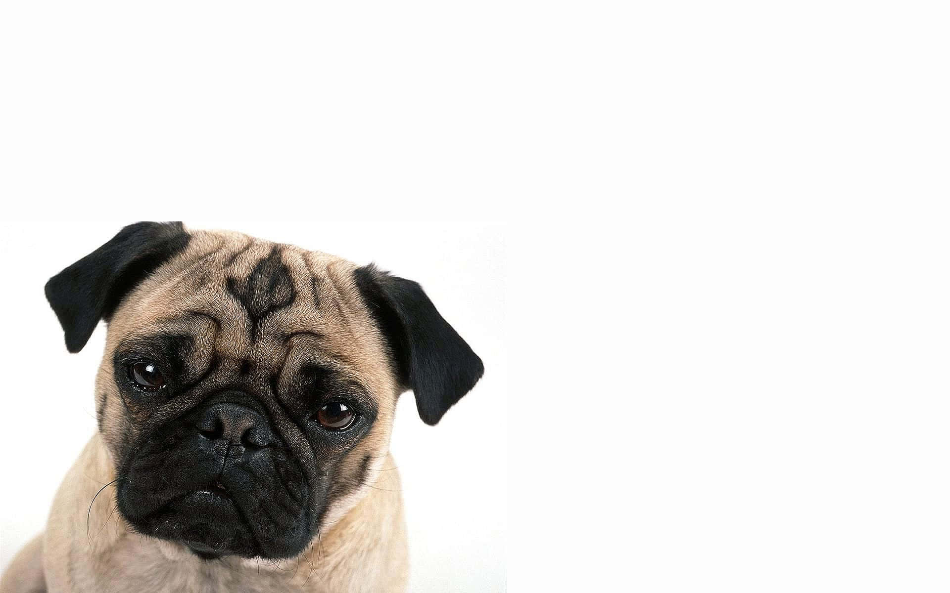Pug Dog Pictures Wallpaper