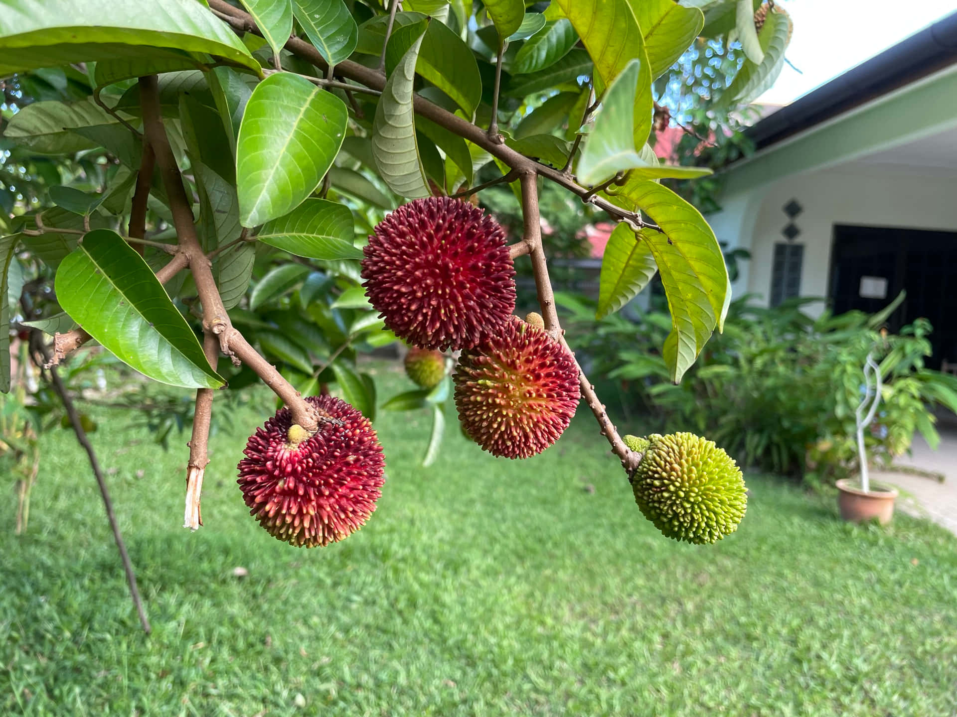 Pulasan Wallpaper