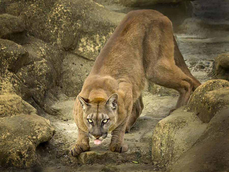Cougar crouching low among rocks with tongue out and intense yellow eyes. — Puma Picture