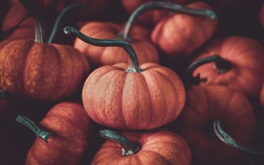 Pile of small pumpkins with green stems in warm autumn lighting. — Pumpkin Background