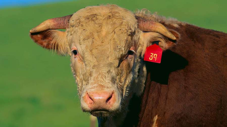 A brown cow with red ear tag number 39 in a green pasture. — Punitive Wallpaper
