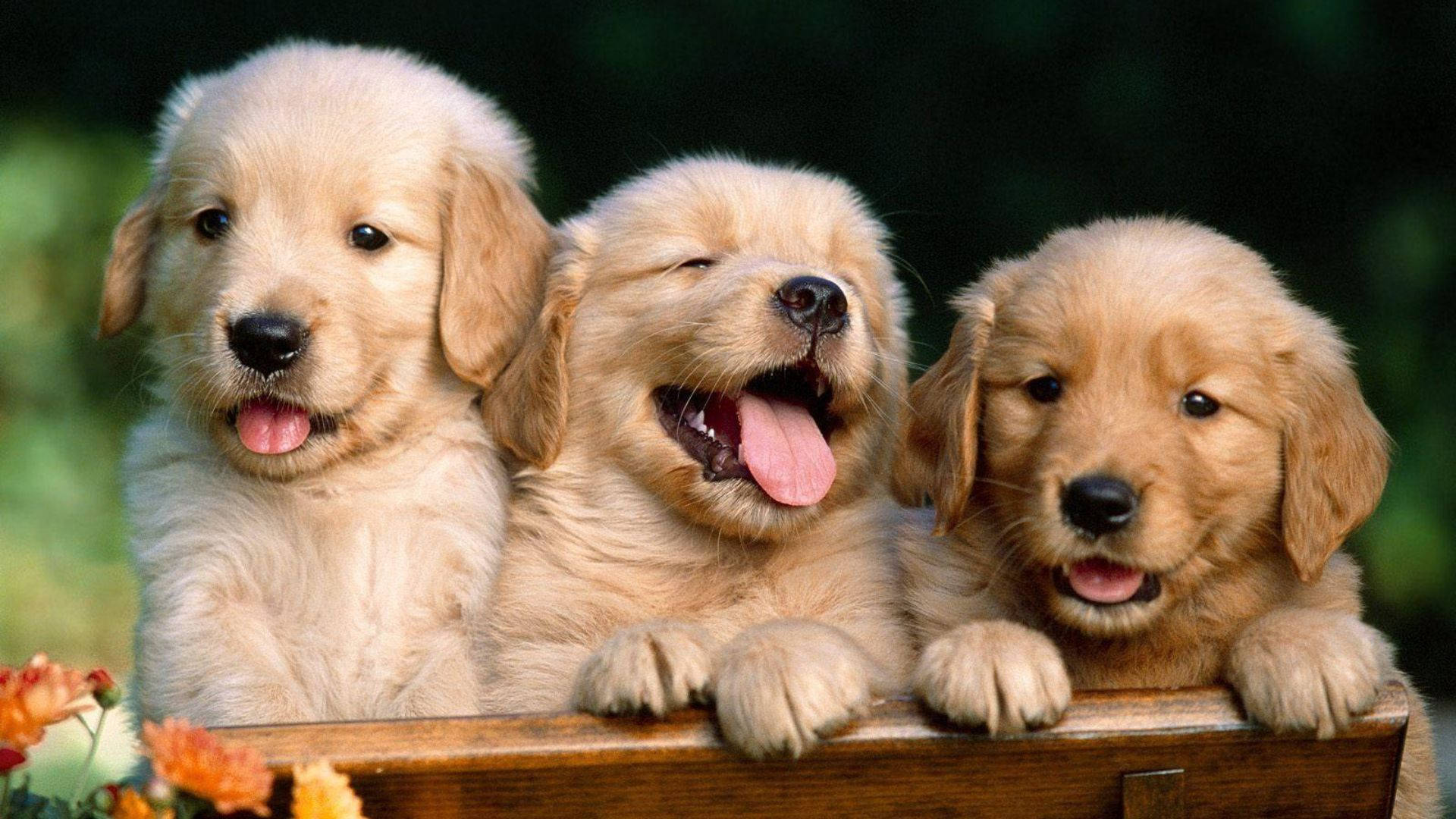 52 Puppies Wallpapers & Backgrounds For