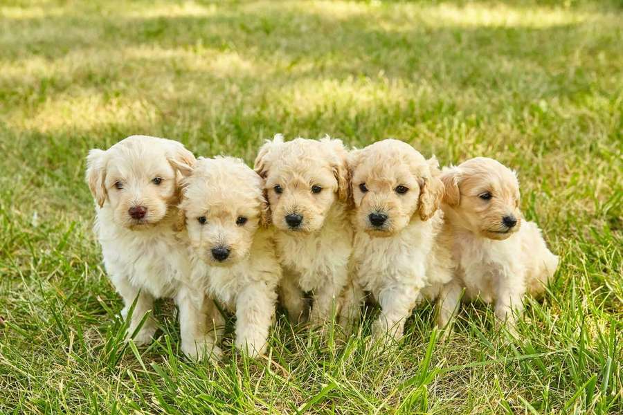 Five golden retriever puppies standing on grass looking at camera — Puppies Background