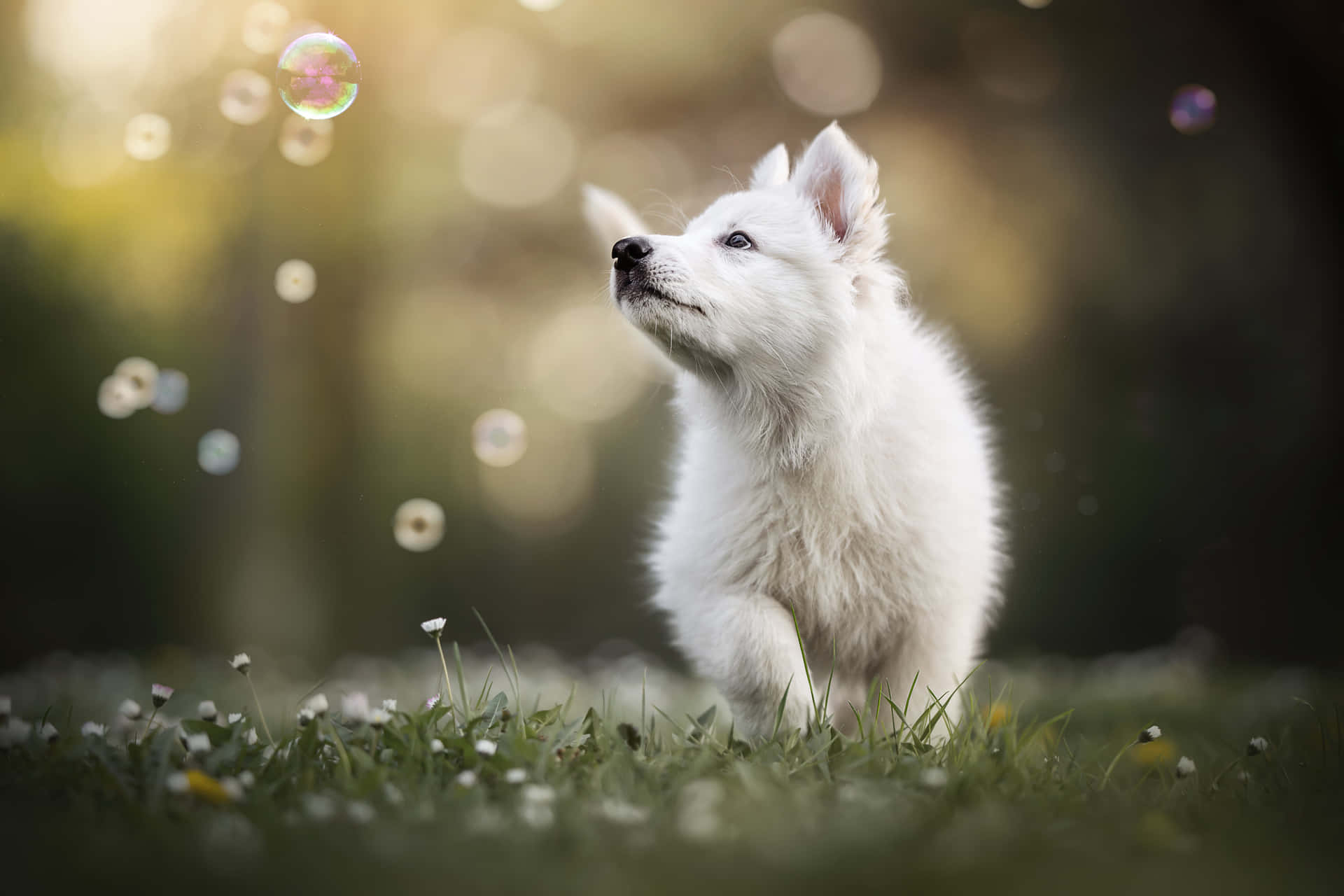 Update more than 157 puppy wallpaper latest