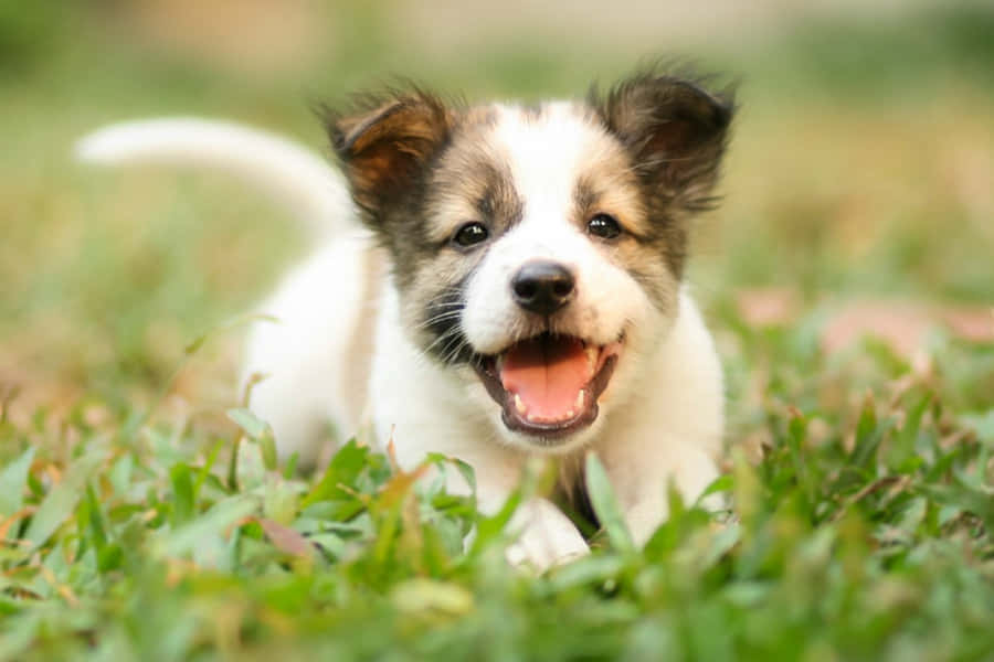 Puppy Pictures Wallpaper