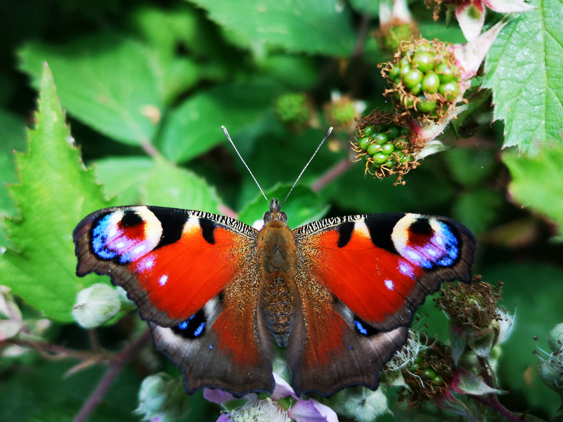 Purple Butterfly Taustakuva