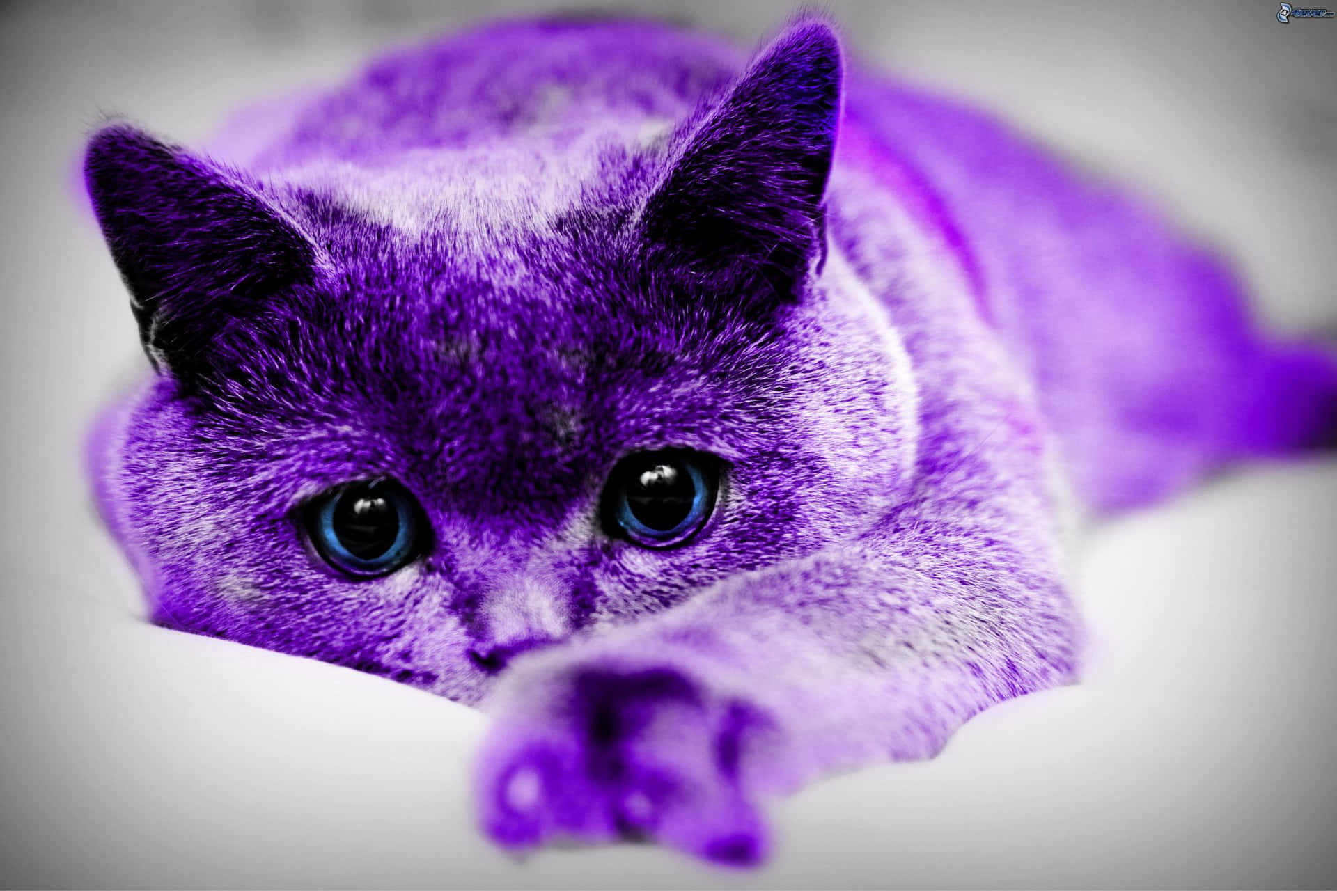 Purple Cat Wallpaper