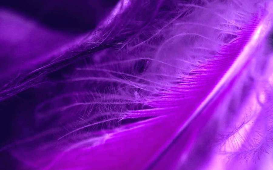 A detailed view of a purple feather with soft glowing texture. — Purple Feathers Wallpaper