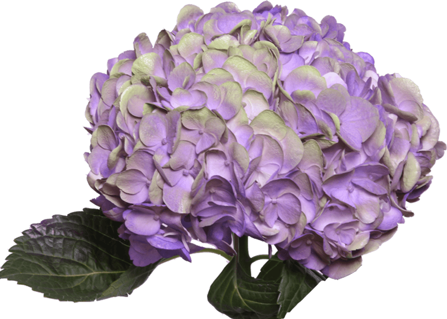 Purple Flower Png