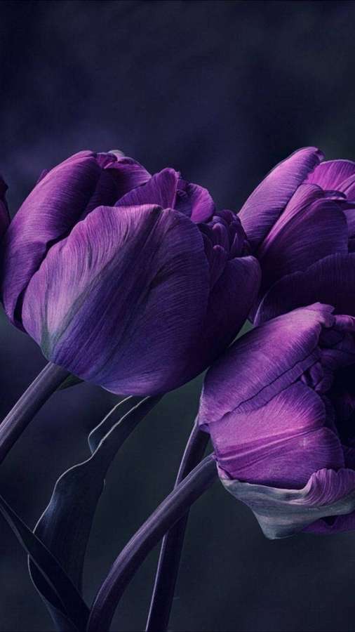 Three deep purple tulips with textured petals against a dark background. — Purple iPhone Wallpaper