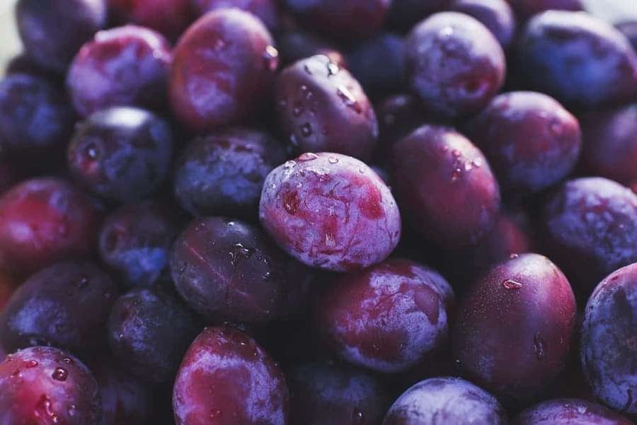 Close-up of fresh purple plums with dewdrops on their skin. — Purple Plums Wallpaper