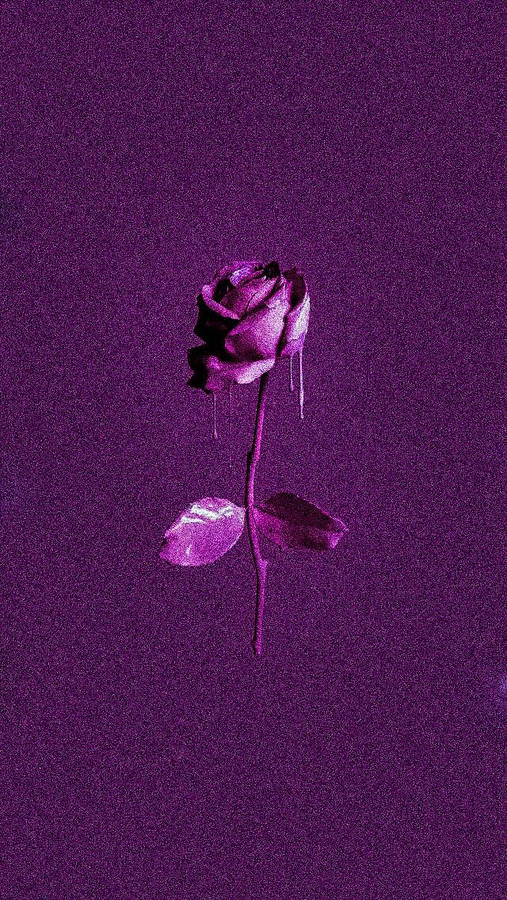 Purple Rose Background Wallpaper