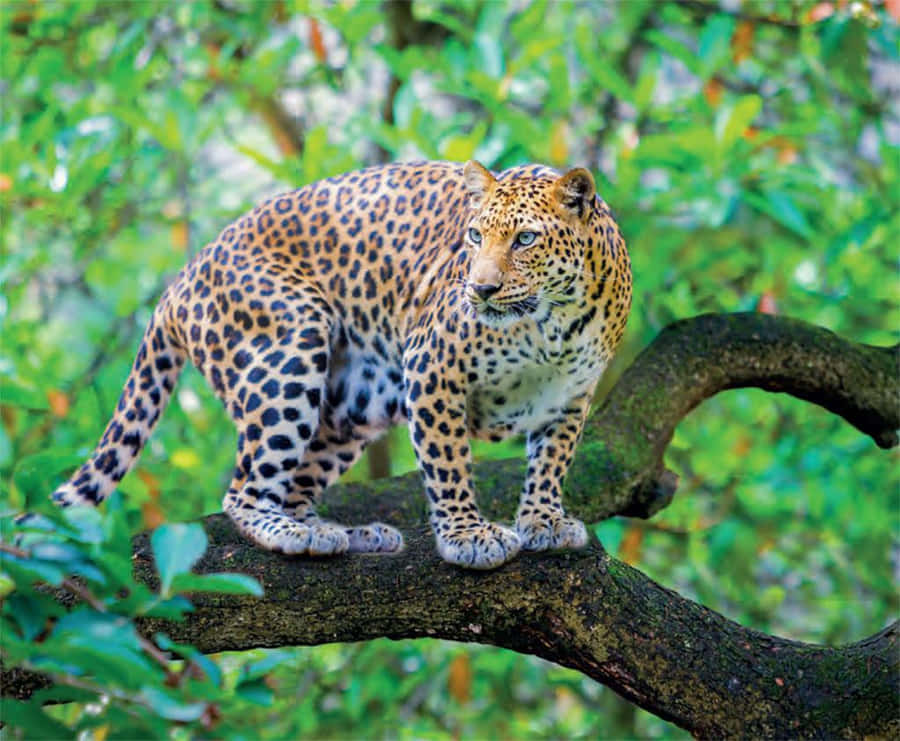 Quadri Leopardo