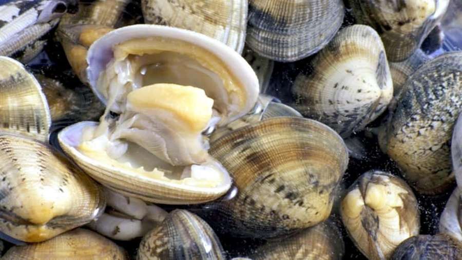 Frische Muscheln im Wasser mit einer geöffneten Schale, die das Fleisch im Inneren zeigt. — Quahog Wallpaper