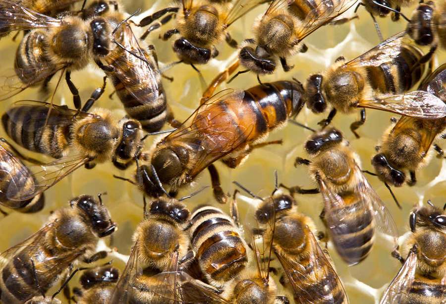 Many bees clustered on a honeycomb with golden honey visible. — Queen Bee Picture