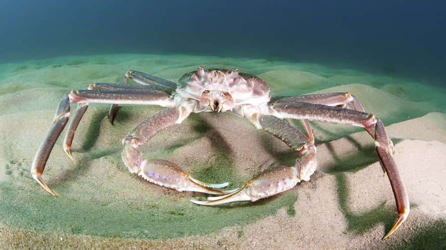 Caranguejo gigante no fundo do oceano arenoso em águas azul-esverdeadas — Queen Crab Papéis de Parede