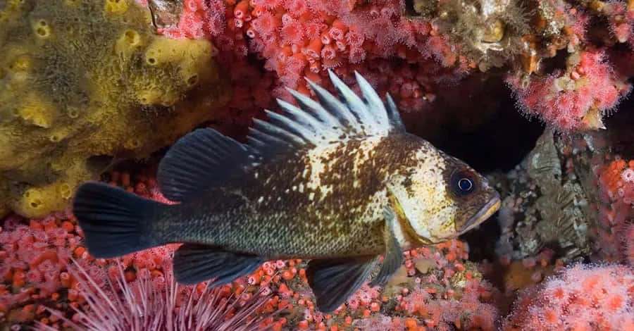 Pez espinoso entre coral rosa y esponja amarilla bajo el agua — Quillback Rockfish Fondos de pantalla