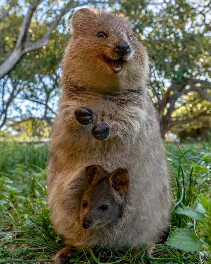 Quokka Wallpaper