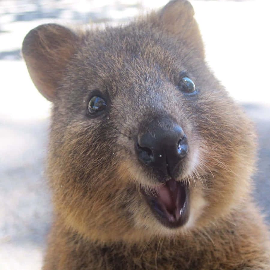 Quokka Achtergrond